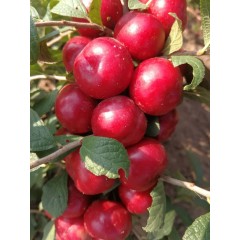 鈣果 農(nóng)大6號樹苗果樹苗木【郵政發(fā)貨、10棵起發(fā)貨】