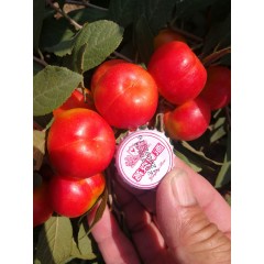 鈣果 農(nóng)大6號樹苗果樹苗木【郵政發(fā)貨、10棵起發(fā)貨】