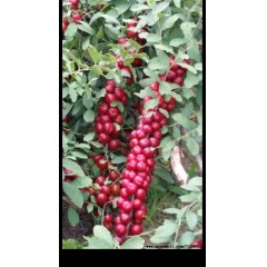 鈣果 農(nóng)大6號樹苗果樹苗木【郵政發(fā)貨、10棵起發(fā)貨】