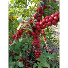 鈣果 農(nóng)大6號樹苗果樹苗木【郵政發(fā)貨、10棵起發(fā)貨】