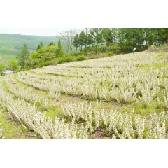 鈣果 農(nóng)大7號(hào)樹苗果樹苗木【郵政發(fā)貨、10棵起發(fā)貨】