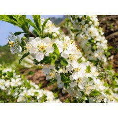鈣果 農(nóng)大7號(hào)樹苗果樹苗木【郵政發(fā)貨、10棵起發(fā)貨】