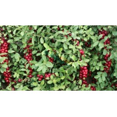 農(nóng)大鈣果4號果樹苗木【郵政發(fā)貨、10棵起發(fā)貨】