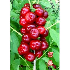 農(nóng)大鈣果4號果樹苗木【郵政發(fā)貨、10棵起發(fā)貨】