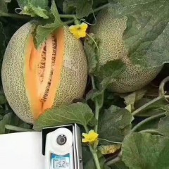 一只長(zhǎng)在吐魯番的哈密瓜，西州蜜25號(hào)又叫“酥蜜25號(hào)”濃郁香甜，甜度驚人?。?！