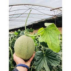 一只長(zhǎng)在吐魯番的哈密瓜，西州蜜25號(hào)又叫“酥蜜25號(hào)”濃郁香甜，甜度驚人?。?！