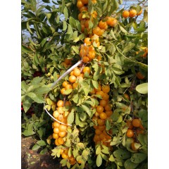 農(nóng)大鈣果苗木農(nóng)大4號、農(nóng)大6號、’‘農(nóng)大7號’樹苗【郵政發(fā)貨、10棵起發(fā)貨】