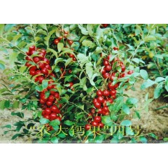 農(nóng)大鈣果苗木農(nóng)大4號、農(nóng)大6號、’‘農(nóng)大7號’樹苗【郵政發(fā)貨、10棵起發(fā)貨】