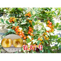 農(nóng)大鈣果苗木農(nóng)大4號、農(nóng)大6號、’‘農(nóng)大7號’樹苗【郵政發(fā)貨、10棵起發(fā)貨】