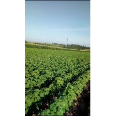 蘇子訂單農(nóng)業(yè) 訂單種植 蘇子葉、蘇子籽 回收收購