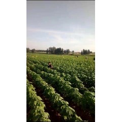 蘇子訂單農(nóng)業(yè) 訂單種植 蘇子葉、蘇子籽 回收收購