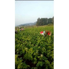 蘇子訂單農(nóng)業(yè) 訂單種植 蘇子葉、蘇子籽 回收收購